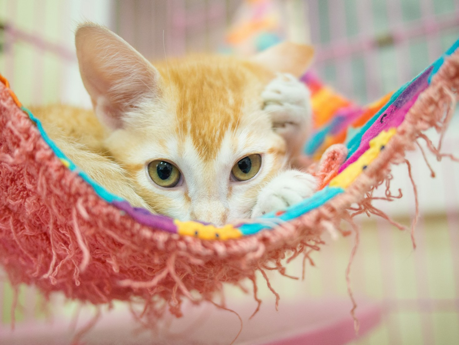 Cómo el voluntariado en Vedama transforma vidas