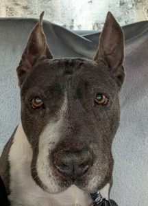 Chula