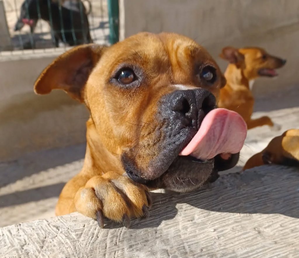 Buda