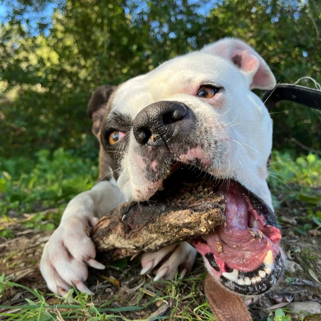 Uma
