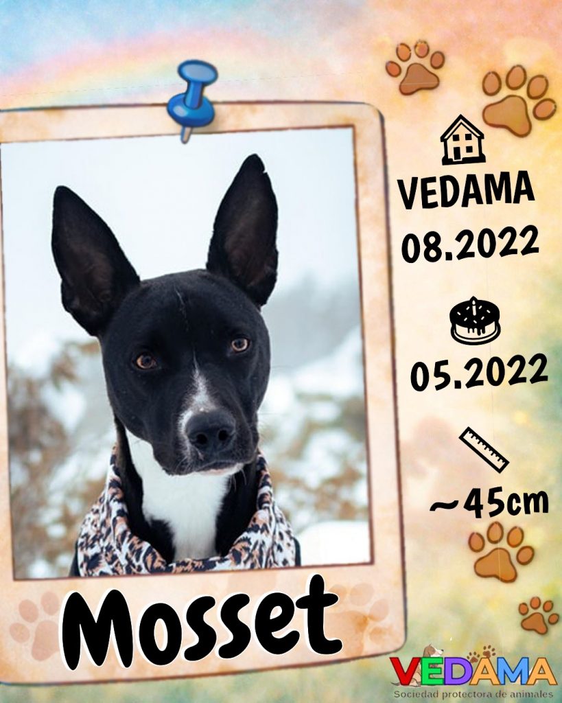 Mosset