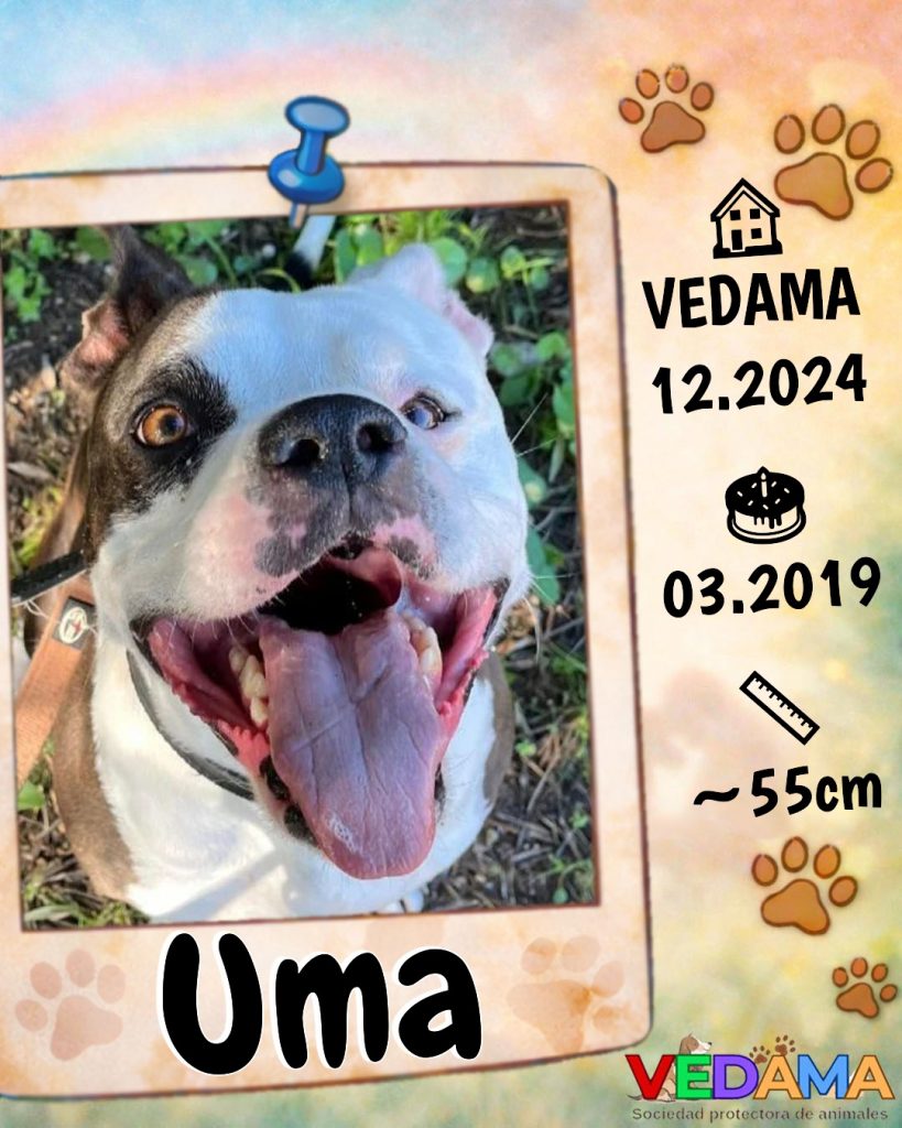 Uma