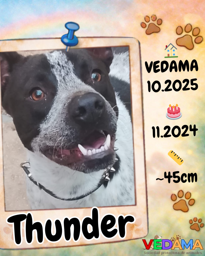 Thunder