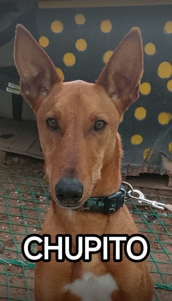Chupito