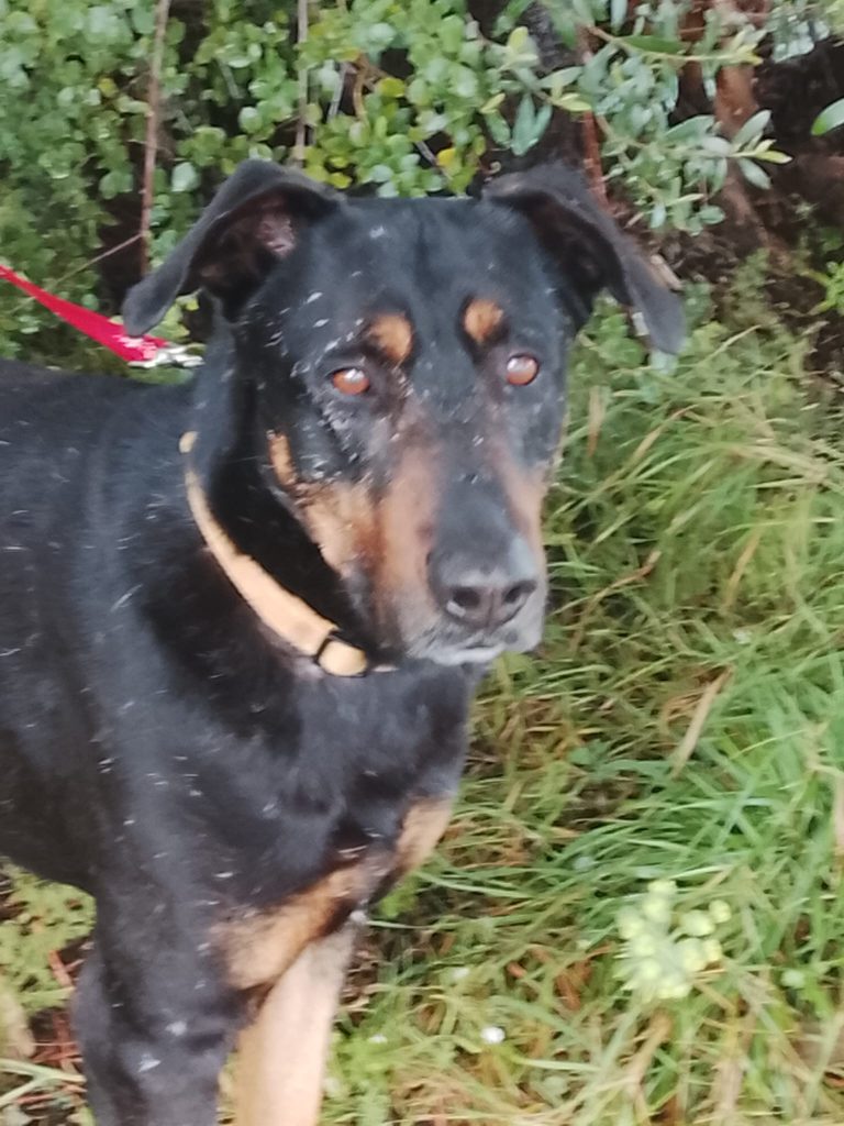 Rocky