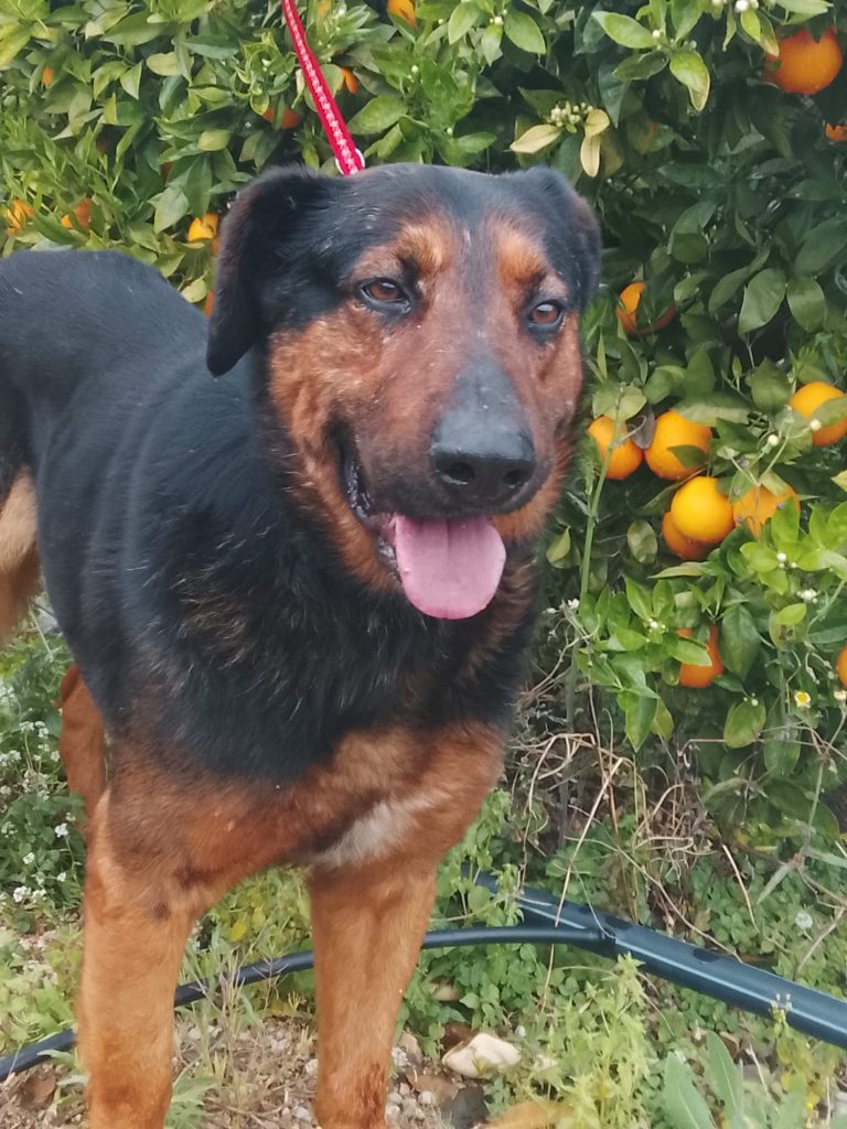 Elvis