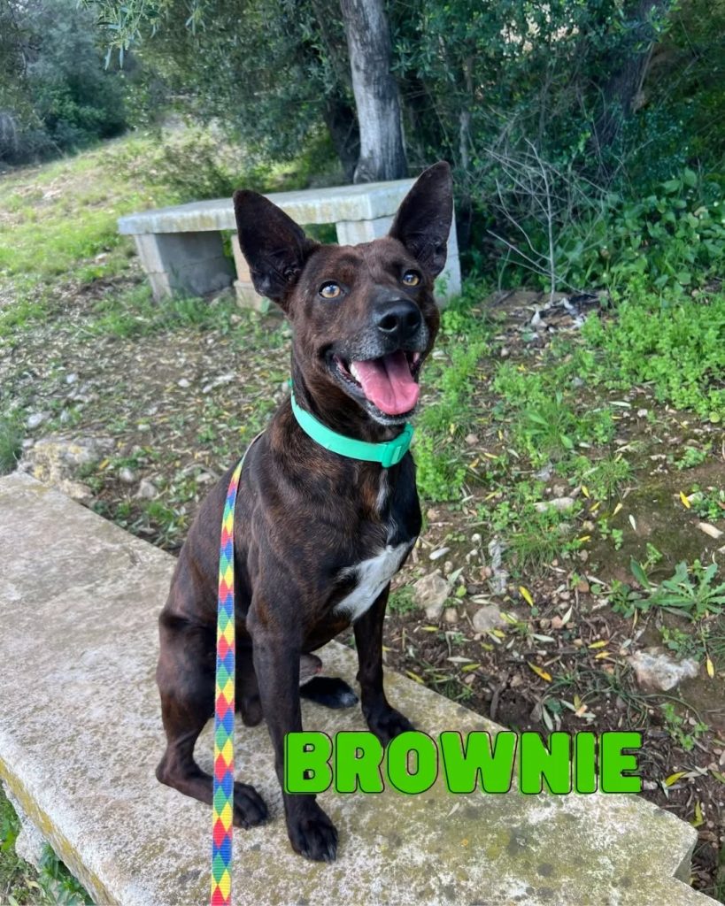 Brownie