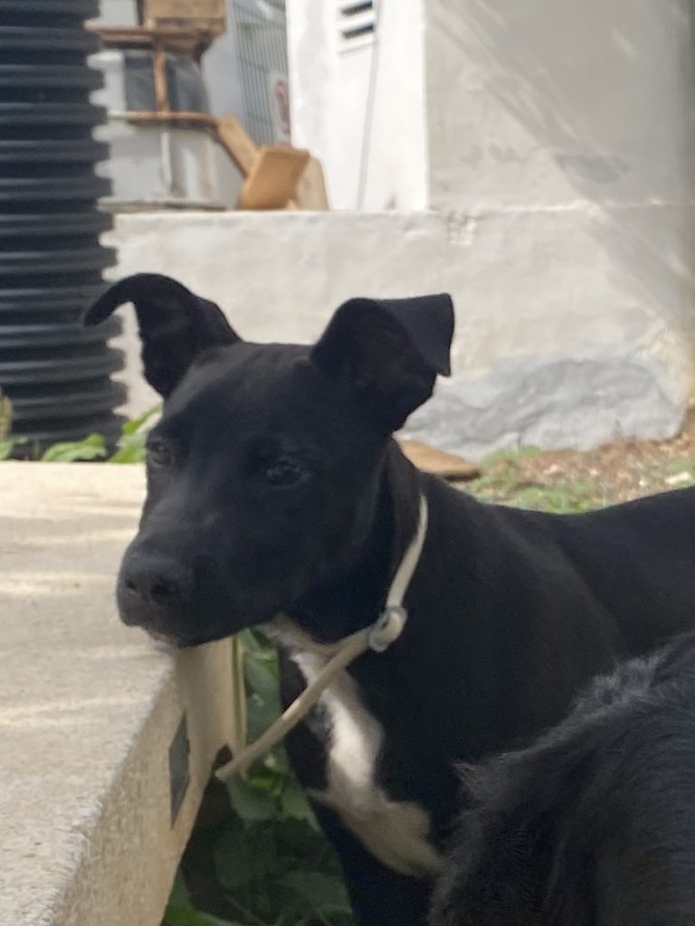 Hugo