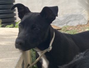 Hugo
