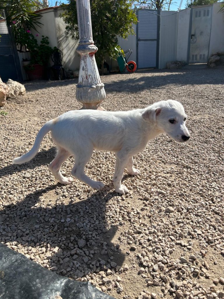 Nina