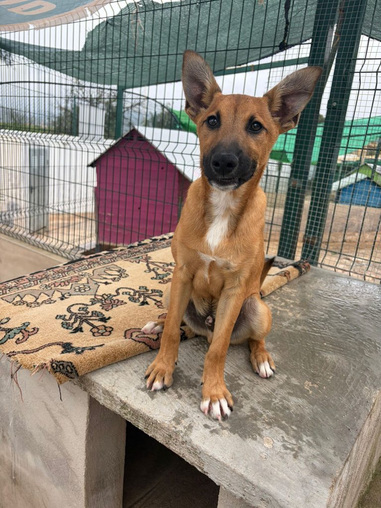 Zeus