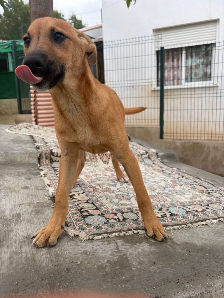 Apolo